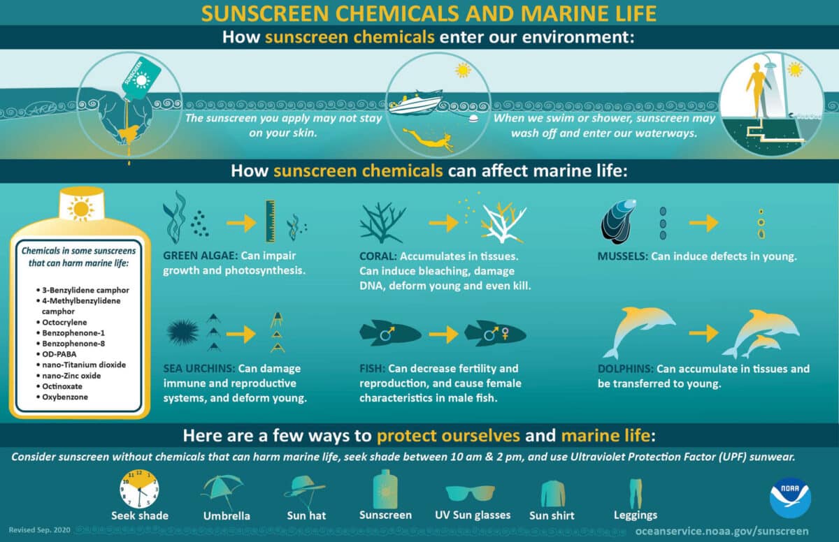 Alameda Post - A chart outlining the chemicals in sunscreen and their impact on the health of the ocean.