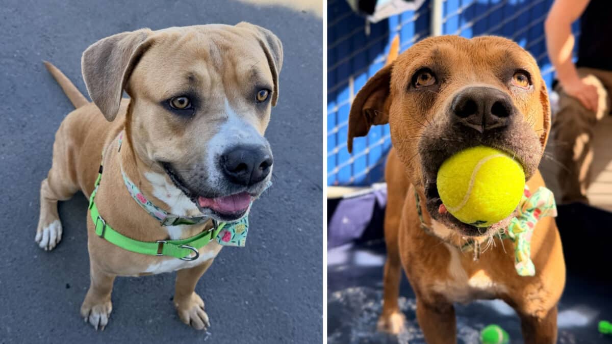 Alameda Post - Penny the adoptable dog, a tan and white mixed breed.