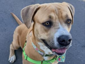 Alameda Post - Penny the adoptable dog, a tan and white mixed breed.