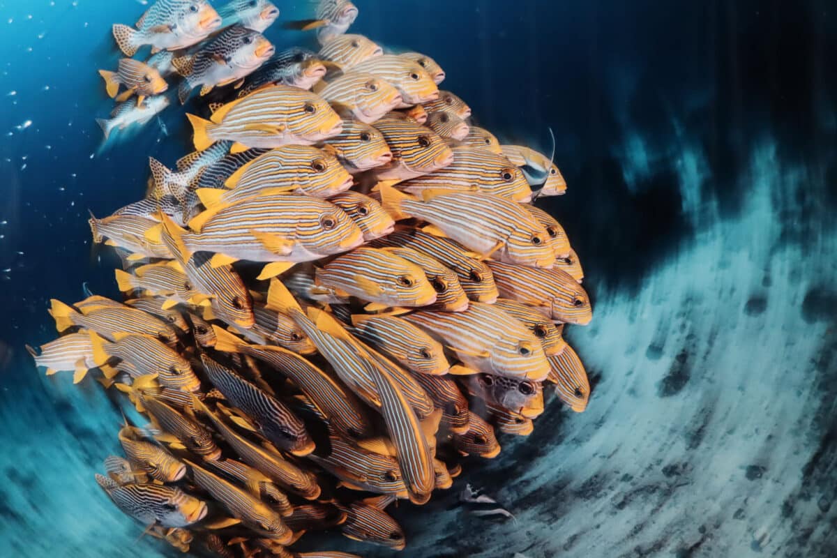 Alameda Post - A school of tightly packed yellow fish.