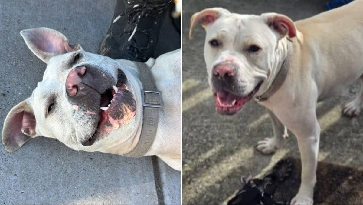 Alameda Post - Giselle the cream Pit Bull Terrier.