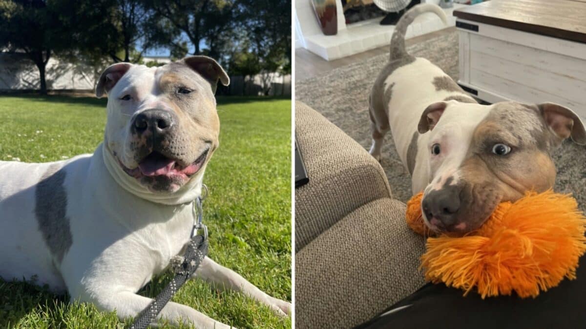 Alameda Post - Shellsea the multicolored mixed breed dog brings a toy to the couch and lays in the grass.