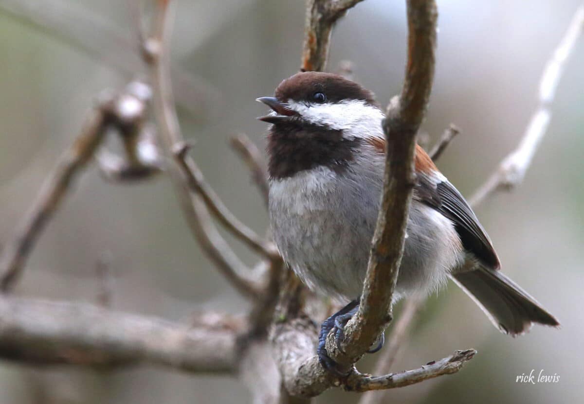 Alameda Post - A grey brown, and white chickadee sits on a branch with its beak open.