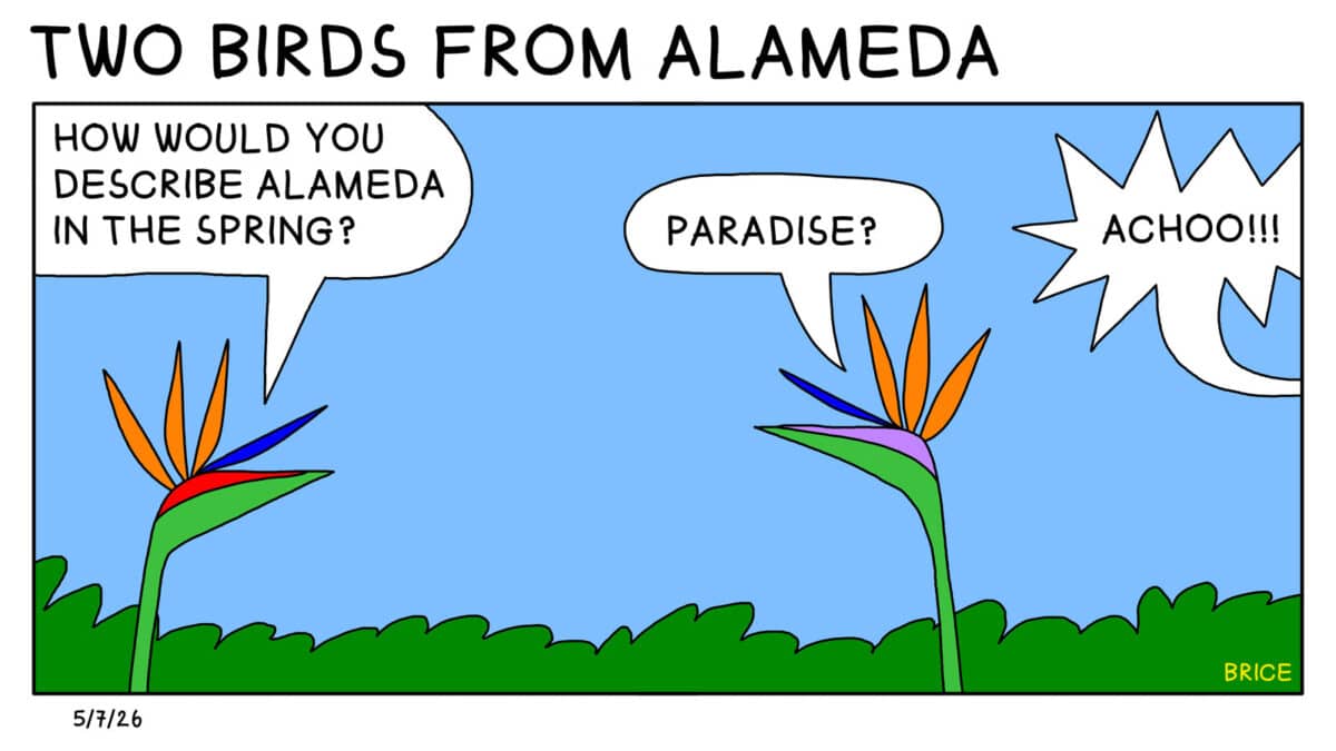 Alameda Post - Two Birds from Alameda for May 7, 2026. Only panel: Two birds of paradise flowers face one another. The first says, "How would you describe Alameda in the spring?" The second replies, "Paradise." Out of frame, someone sneezes.