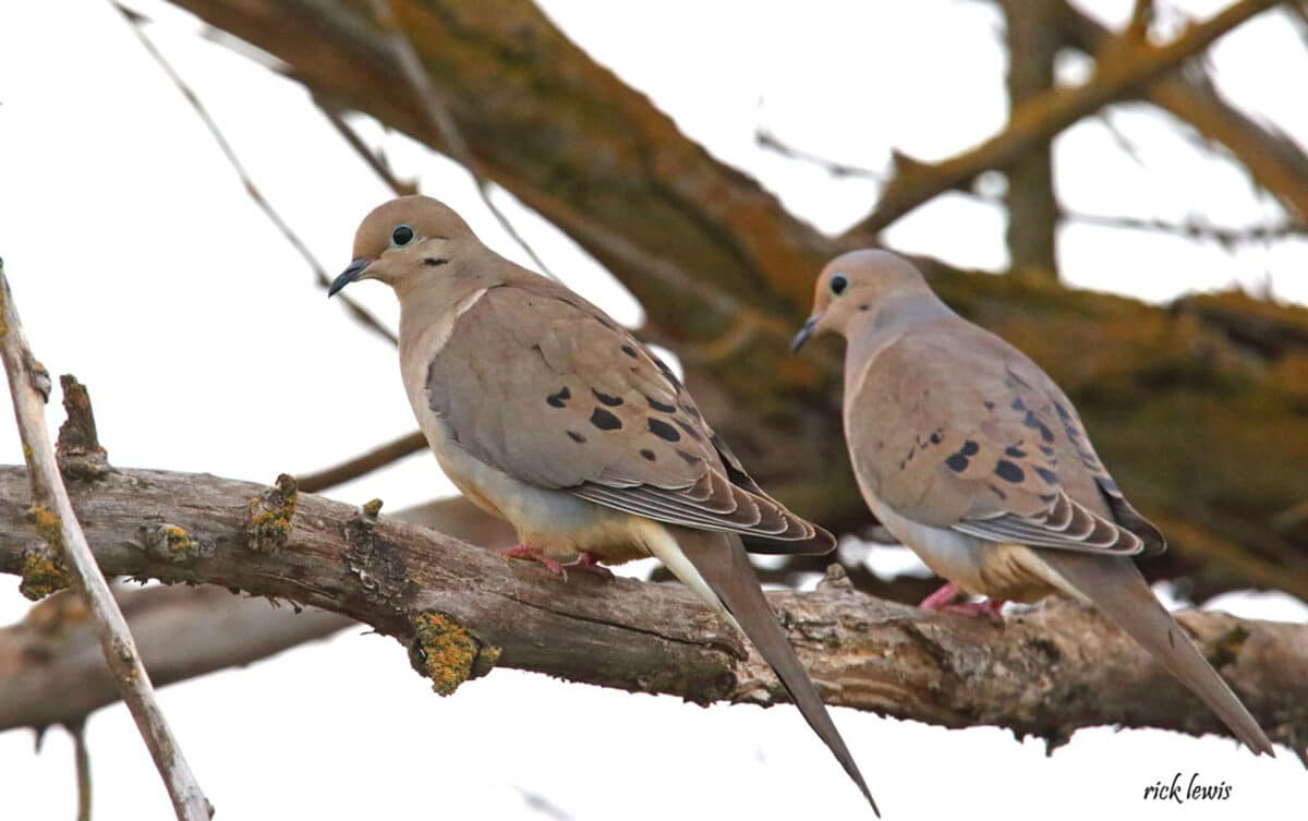 Alameda Post - Two mourning doves sit on a tree branch.