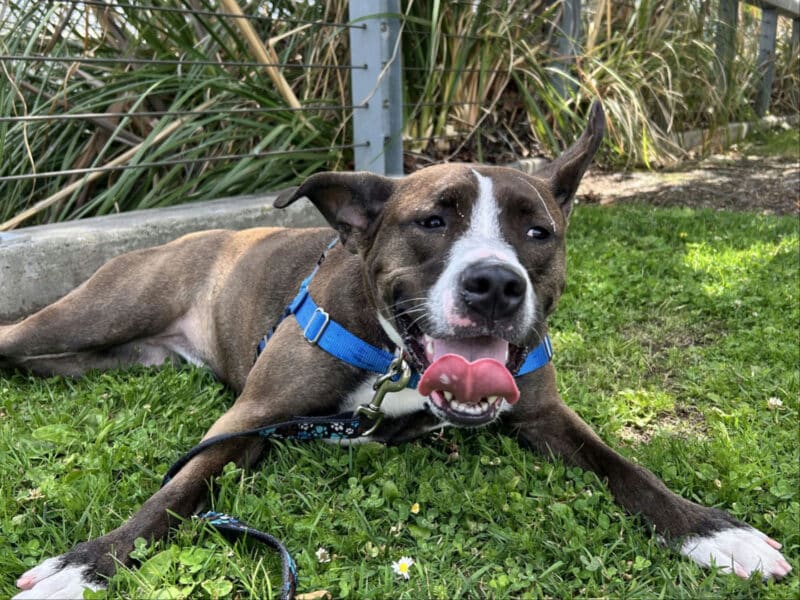 Alameda Post - Alice the dog smiles while laying in the grace.