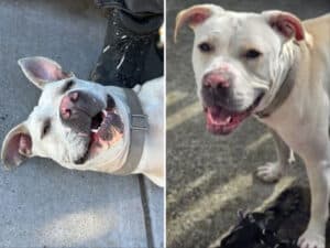 Alameda Post - Giselle the cream Pit Bull Terrier.