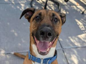 Alameda Post - Moira the brown-and-white Black Mouth Cur mix smiles towards the camera.