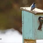 Alameda Post - A pair of tree swallows sit on a birdhouse. Underneath the bird house, a sign say, "Habitat Restoration. Do not disturb."