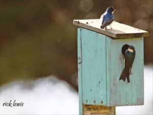 Alameda Post - A pair of tree swallows sit on a birdhouse. Underneath the bird house, a sign say, "Habitat Restoration. Do not disturb."