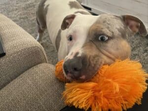 Alameda Post - Shellsea the multicolored mixed breed dog brings a toy to the couch.