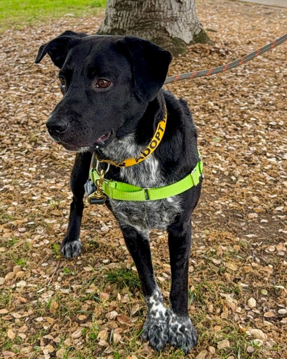 Alameda Post - Brady the adoptable dog. 