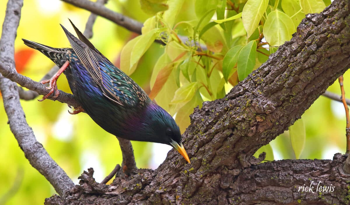 Alameda Post - A striking, iridescent bird with blue, green and purple feathers.