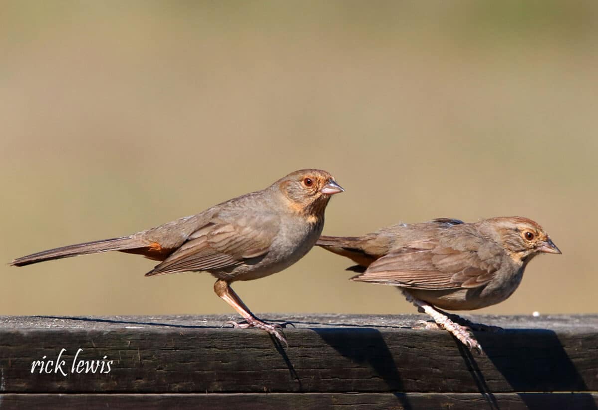 Alameda Post - Two small reddish brown birds on a fence.