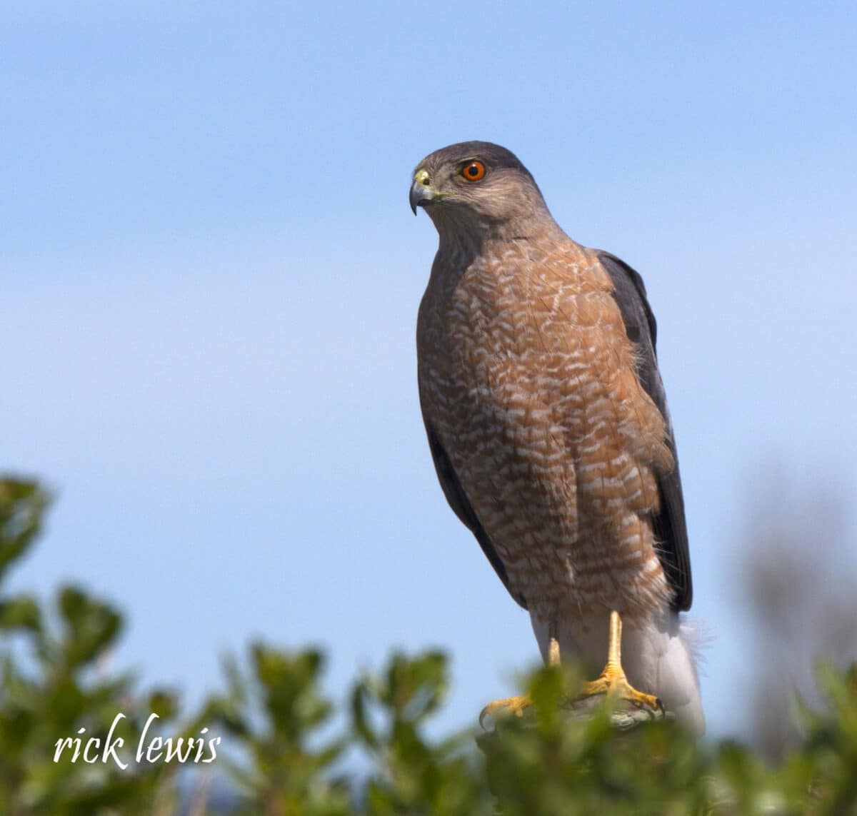 Alameda Post - A hawk with red eyes sits on a tree branch.