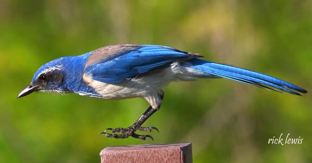 Alameda Post - a blue and white bird on a fence post.