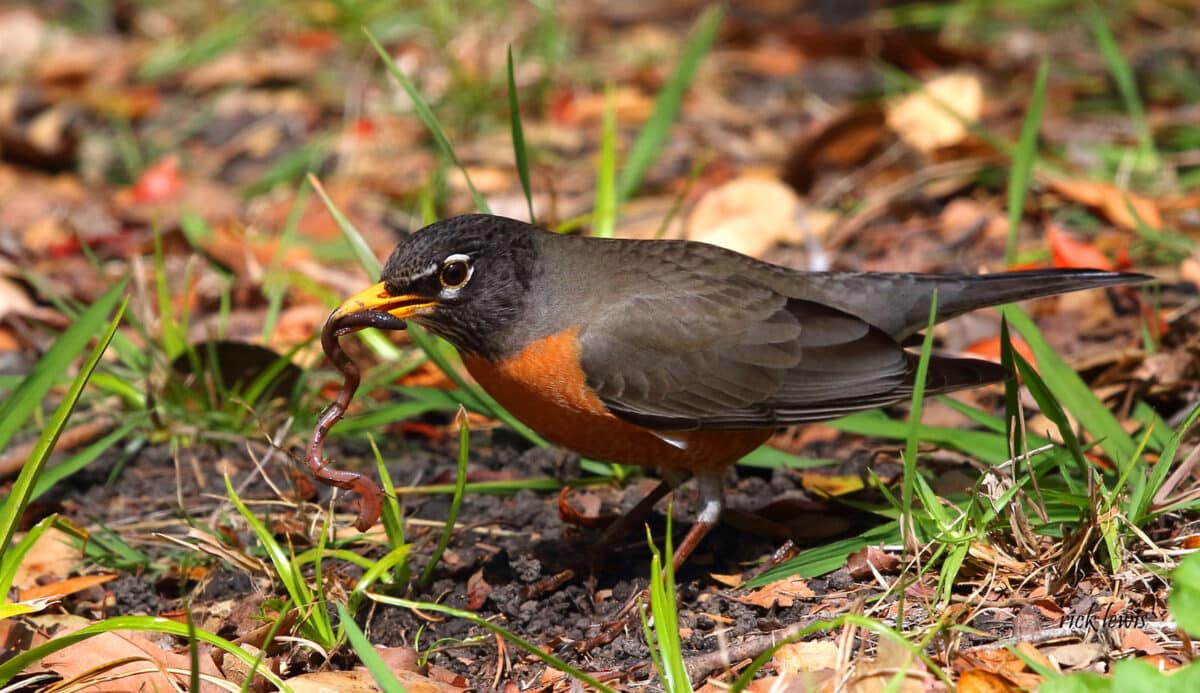 Alameda Post - An American robin on the ground holds a worm.