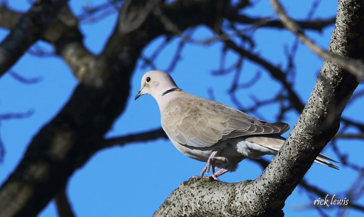 Alameda Post - A dove with a small black marking that looks like a collar.