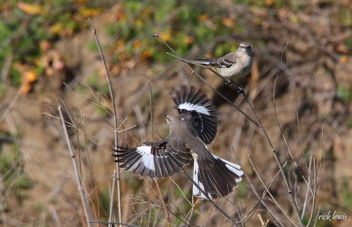 Alameda Post - Mockingbirds sit and fly close to the ground. They have striking white stripes on their wings and tail feathers.