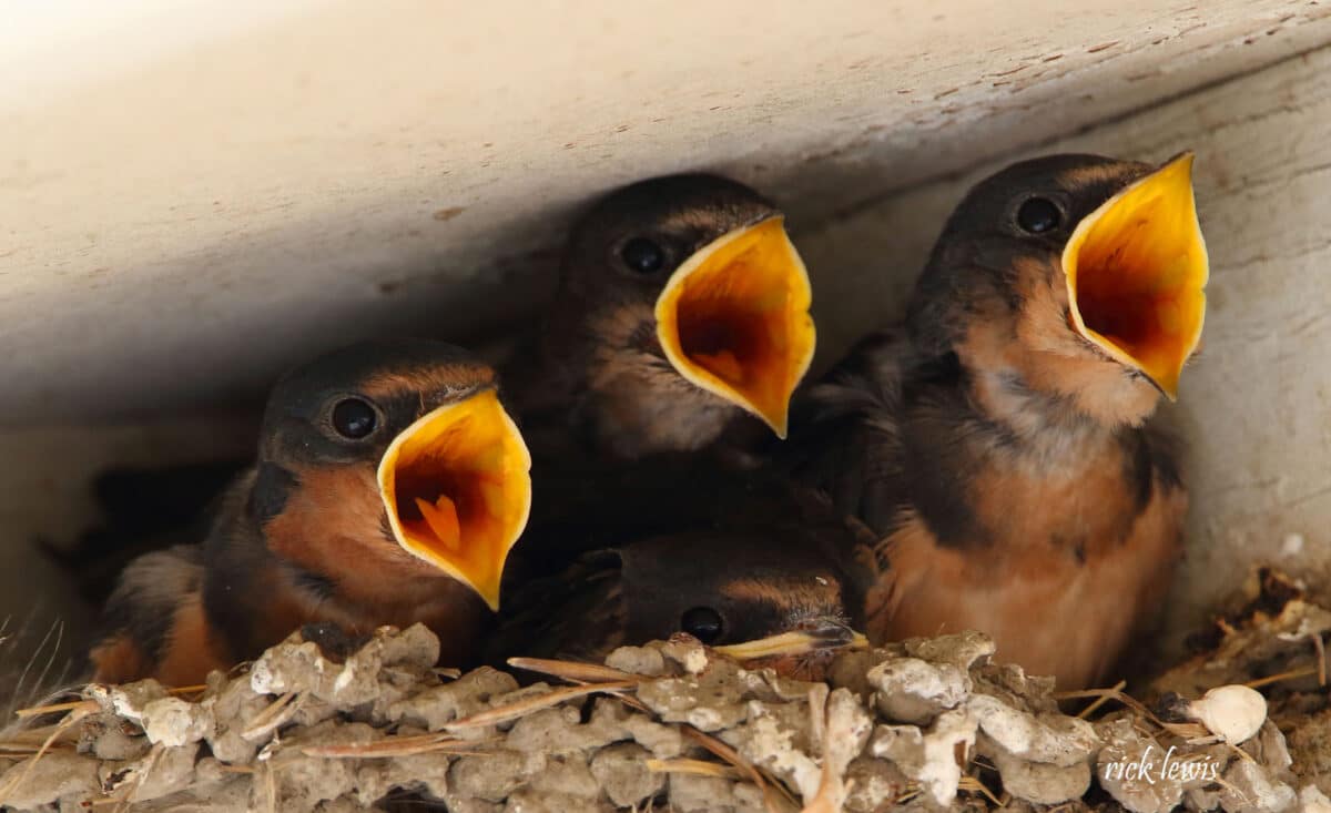 Alameda Post - Three baby birds open three mouths wide in a nest.