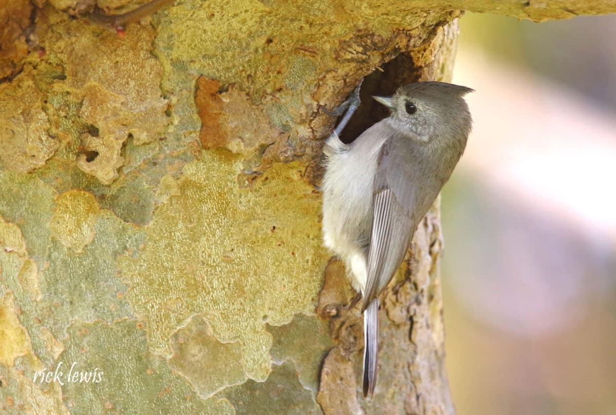 Alameda Post - A small grey bird clings to a tree while looking in an hole