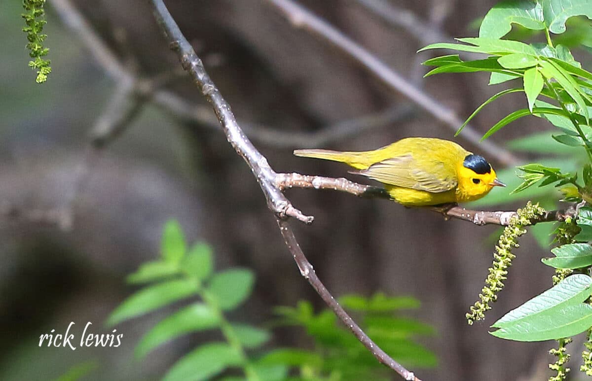 Alameda Post - A yellow bird with black feathers on its head that look like a hat.