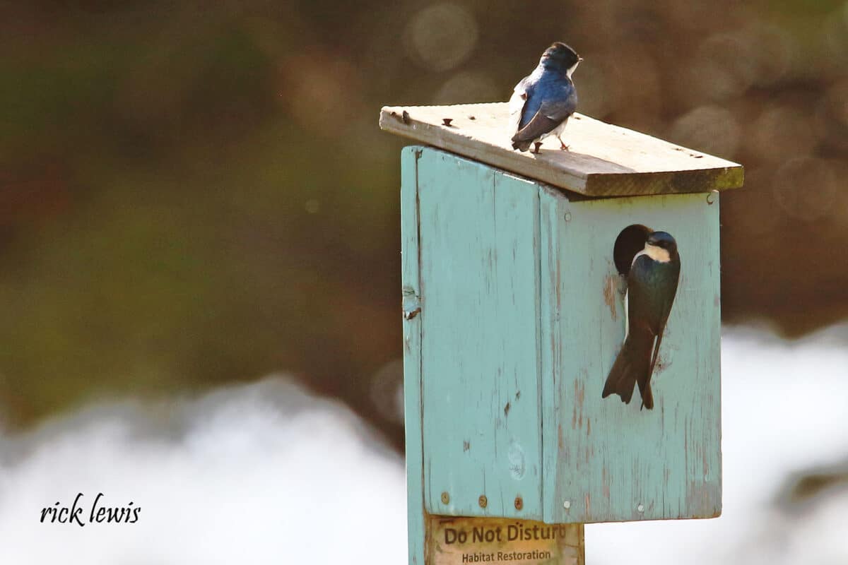 Alameda Post - A pair of tree swallows sit on a birdhouse. Underneath the bird house, a sign say, "Habitat Restoration. Do not disturb."