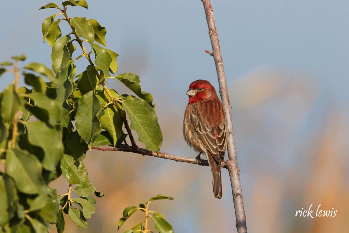 Alameda Post - A small bird with a red head sits on a branch.
