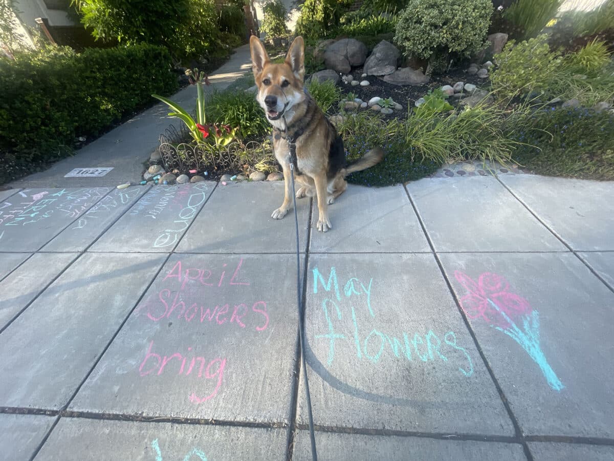 Alameda Post - Mouf the dog sits by sidewalk chalk.