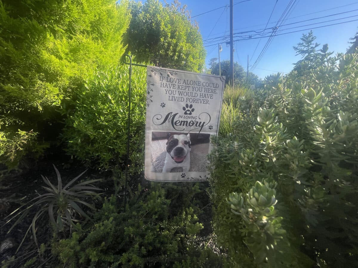 Alameda Post - A memorial sign in a front yard with a photo of a dog.