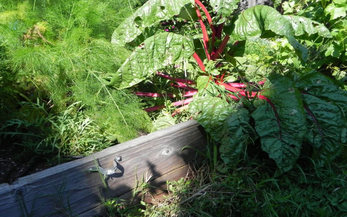 Alameda Post - A raised garden bed with a red stemmed leafy plant growing. 