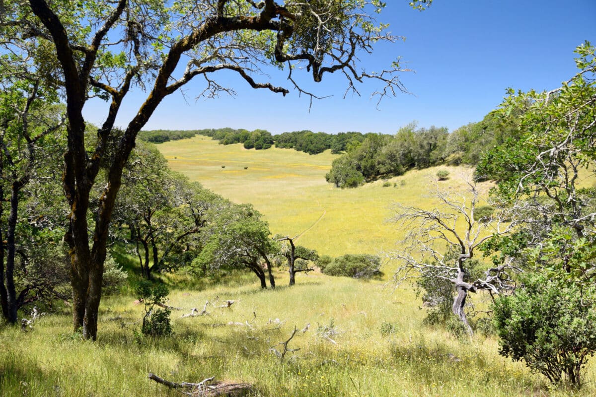 Alameda Post - Rolling green hills with trees.
