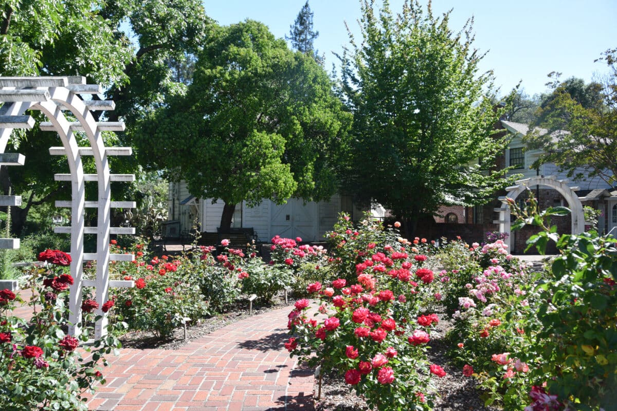 Alameda Post - A beautiful rose garden.