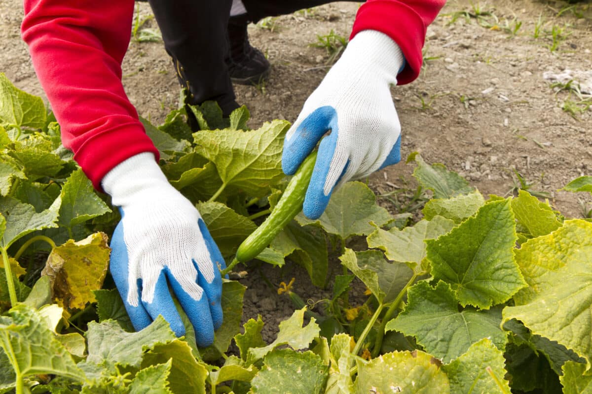 Alameda Post - Gloved hands pick a cucumber from a garden.