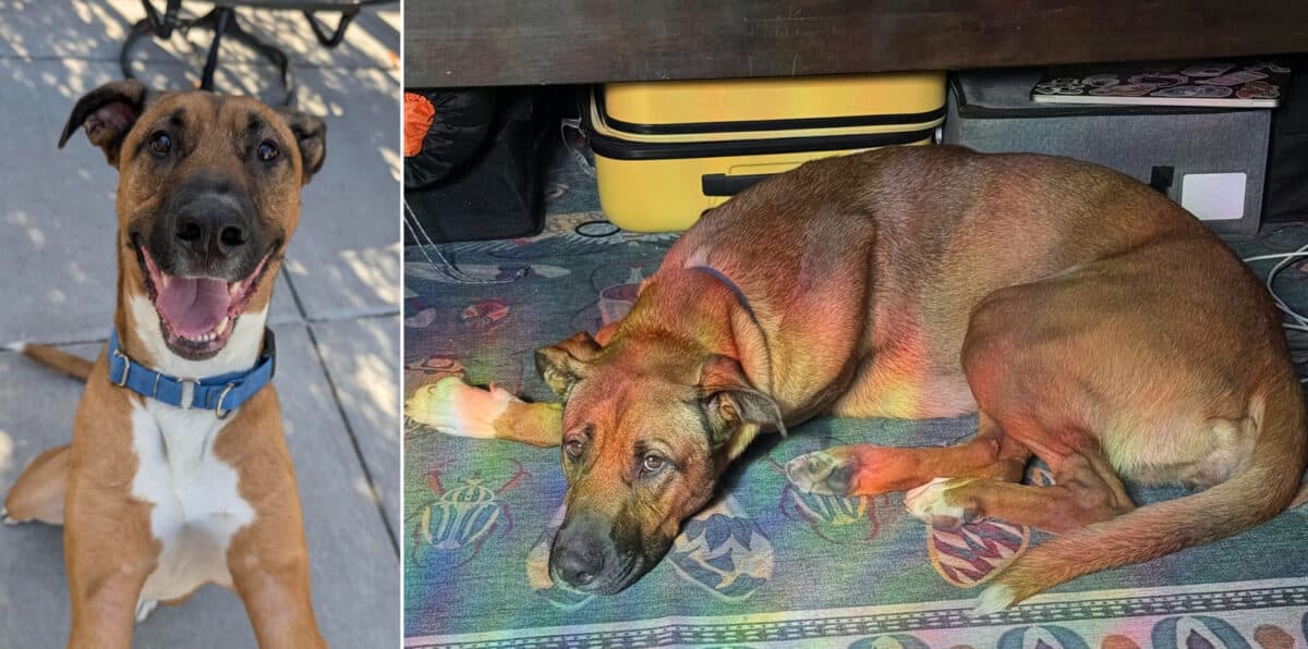 Alameda Post - Moira the brown-and-white Black Mouth Cur mix smiles towards the camera. In a second photo, she lays in a sunlight patch with a rainbow pattern. 