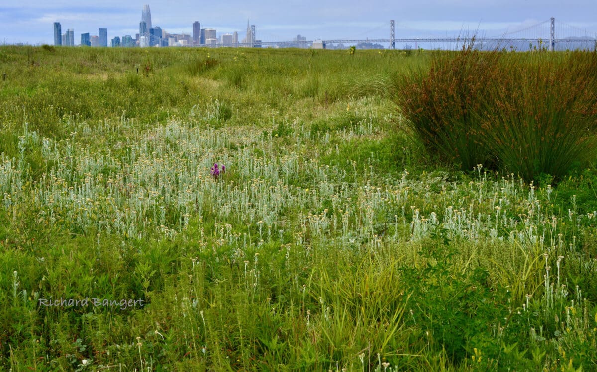 Alameda Post - A lush wetland area in Alameda Point with the S.F. skyline in the background.
