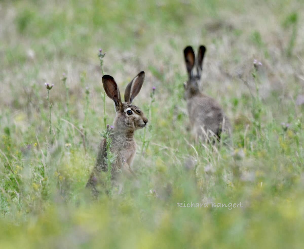 Alameda Post - Two hares in a wetland.