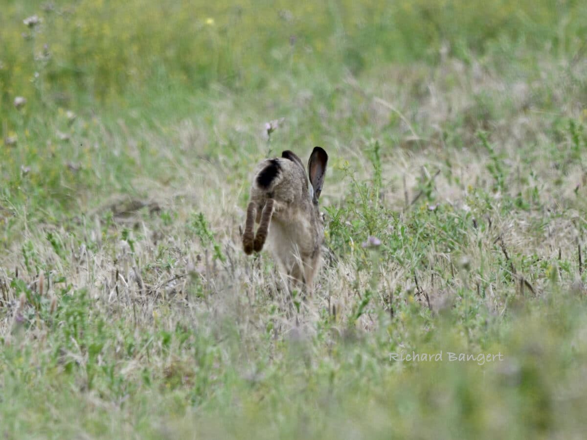 Alameda Post - A hare hops away from the camera.