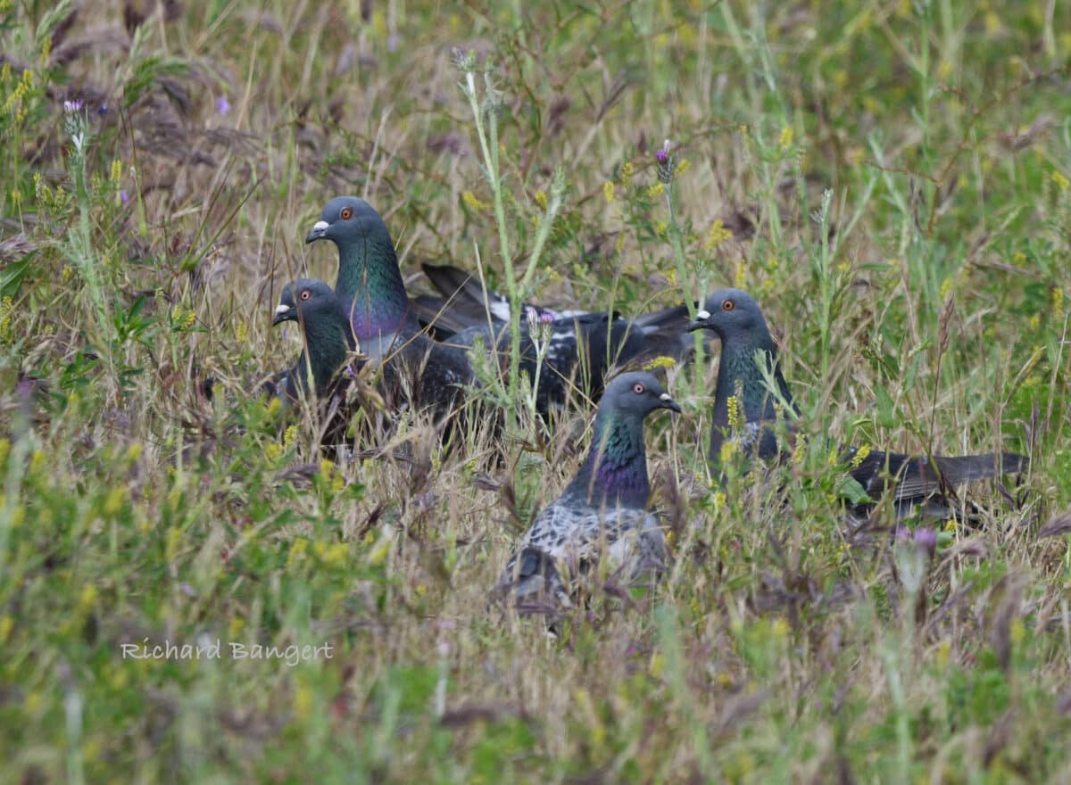 Alameda Post - A group of small birds in a wetland.