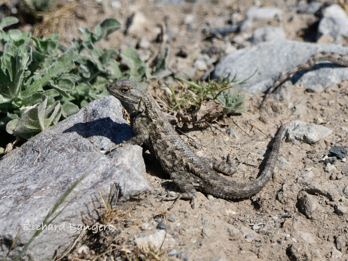Alameda Post - a lizard on dirt and rocks. 
