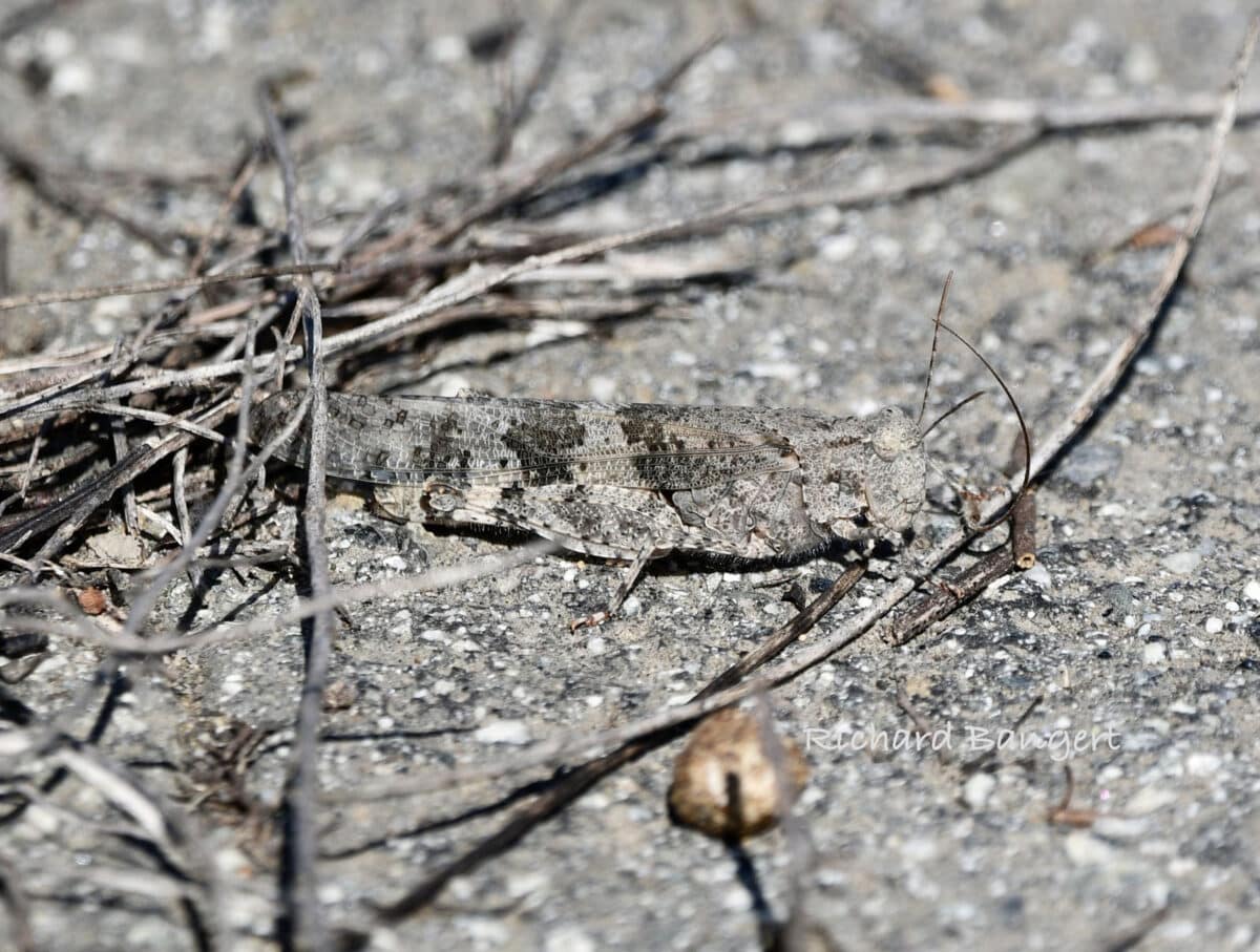 Alameda Post - A barely visible grasshopper that is well camouflaged into the rock and twigs around it.
