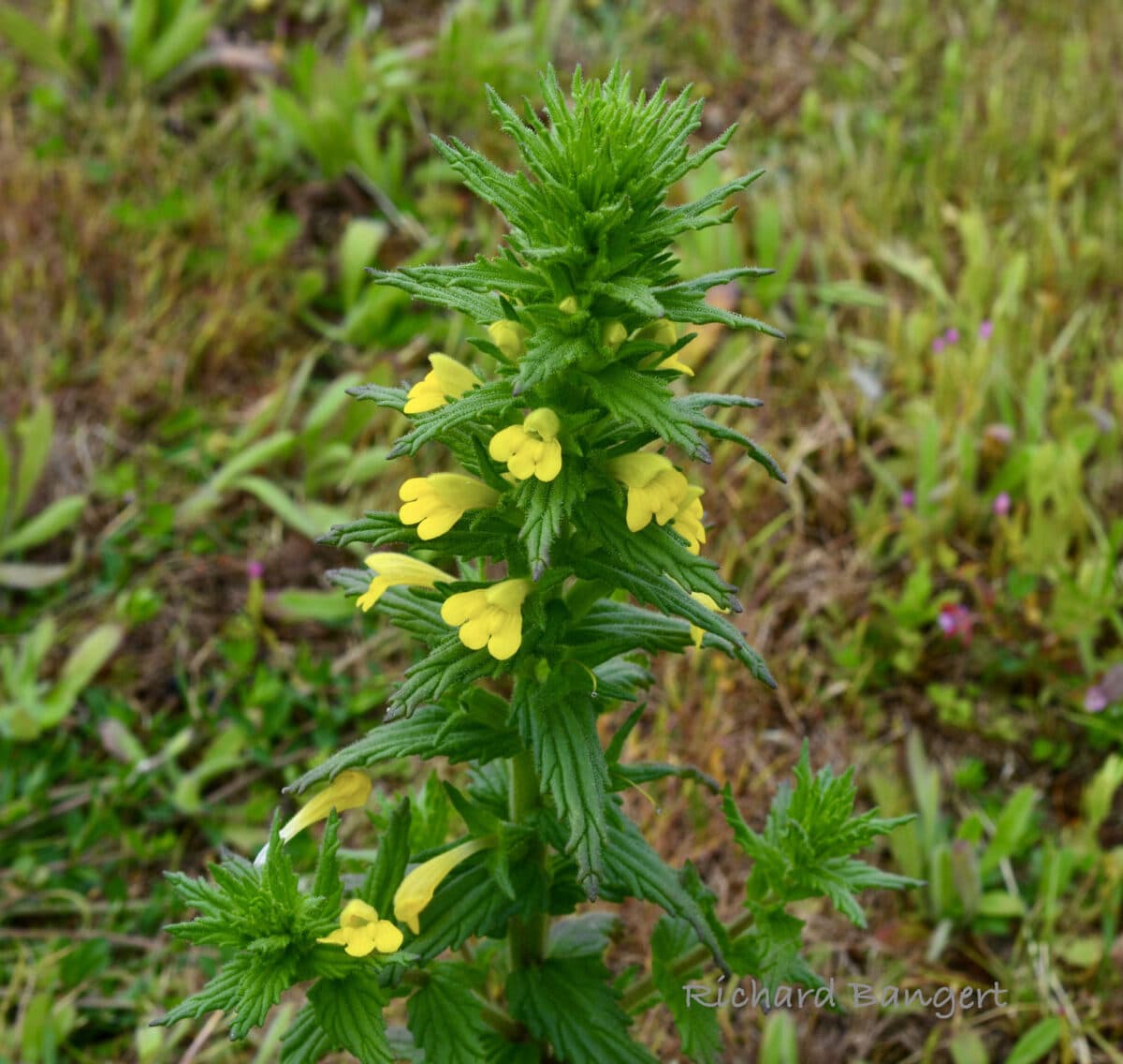Alameda Post- A tall green plant with small yellow flowers.