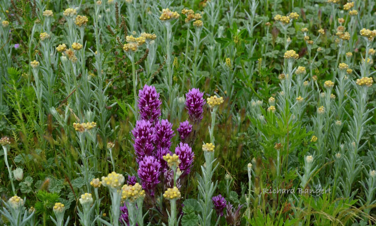 Alameda Post - purple and yellow flowers.