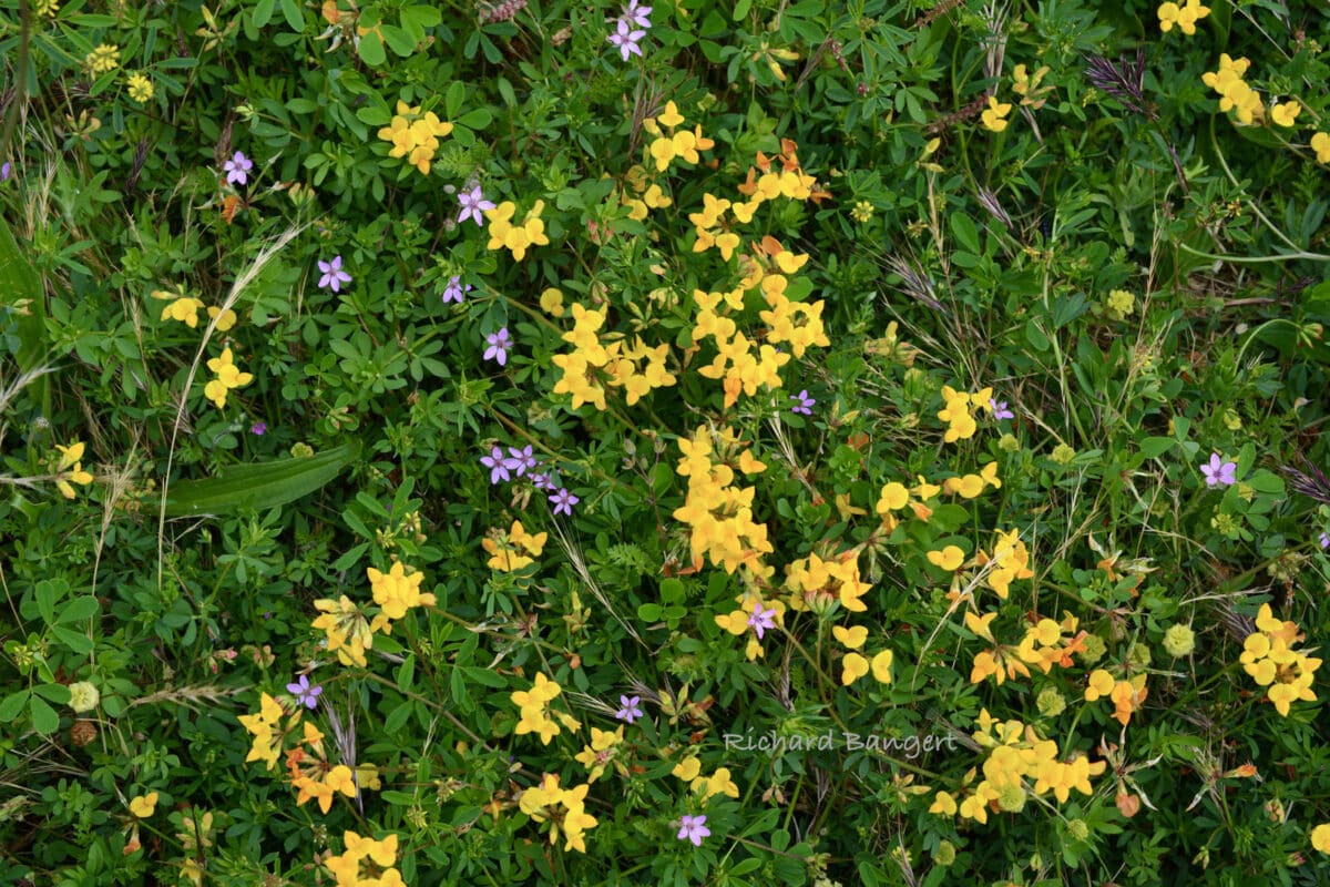 Alameda Post - light purple and bright yellow flowers.