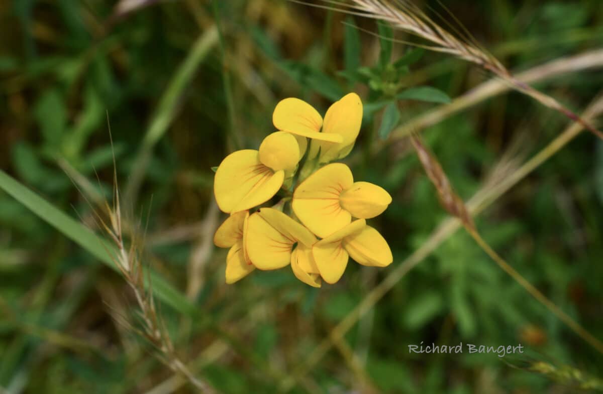 Alameda Post - A close up photo of delicate, bright yellow flowers.