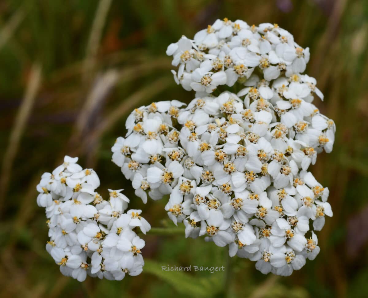 Alameda Post - Yarrow, a clumped group of white flowers.
