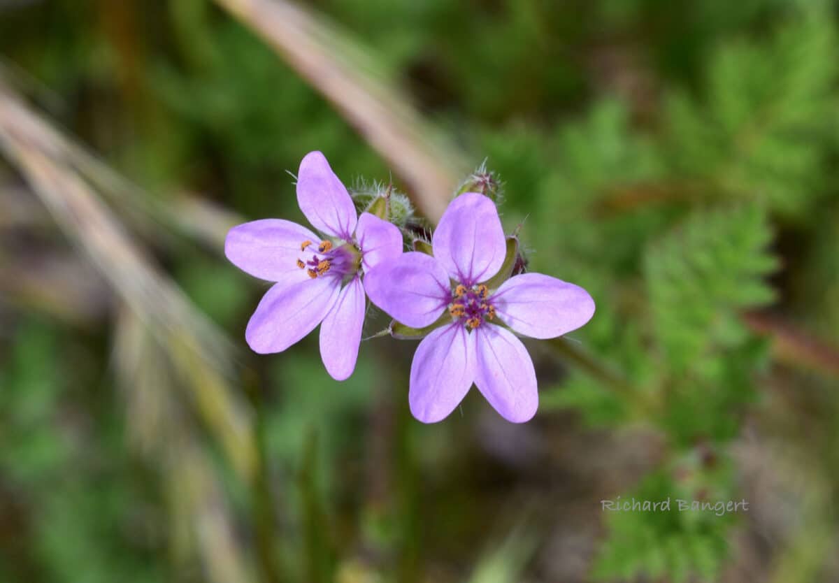 Alameda Post - Two purple flowers with five petals each.