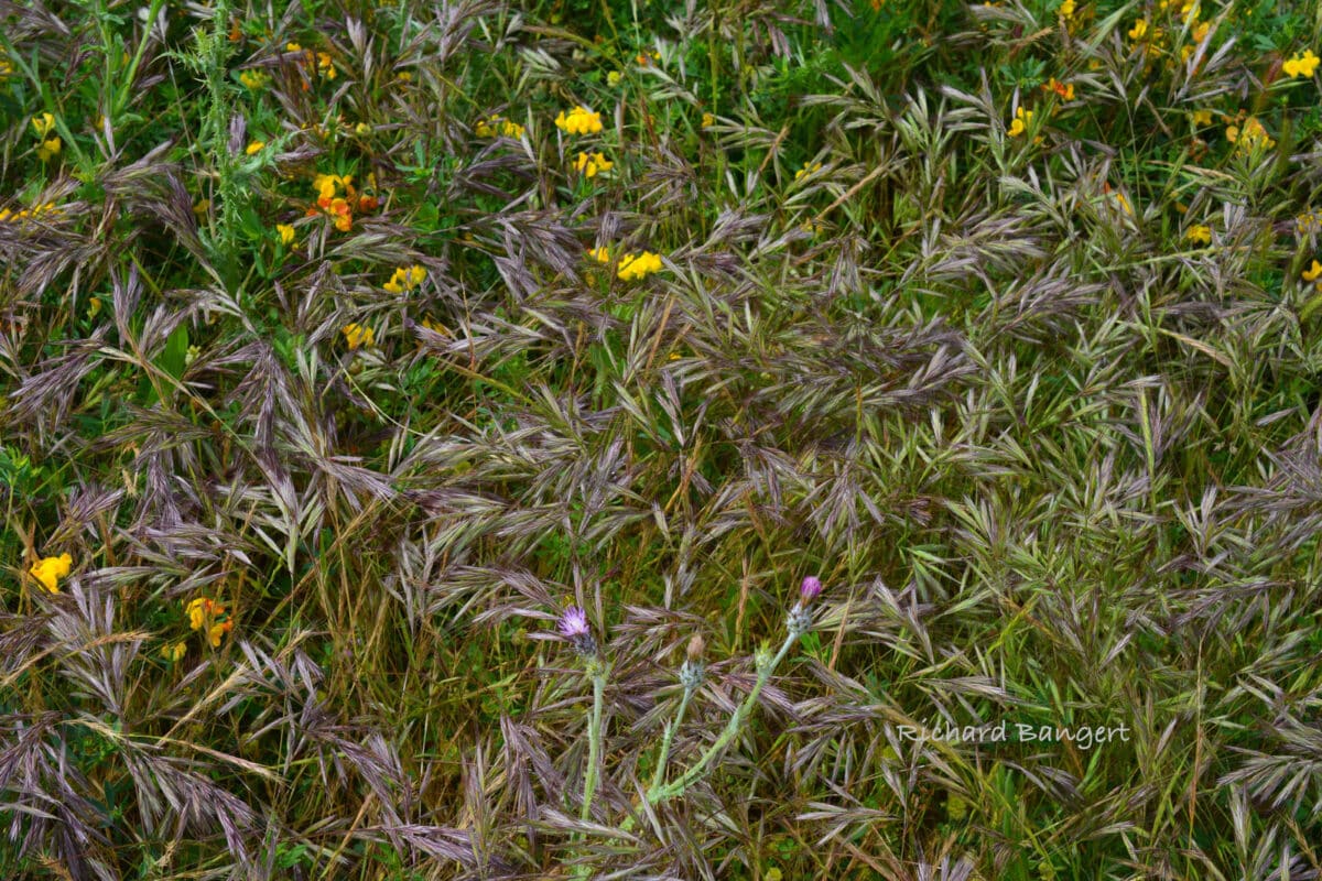 Alameda Post - Grasses and flowers in a wetland.