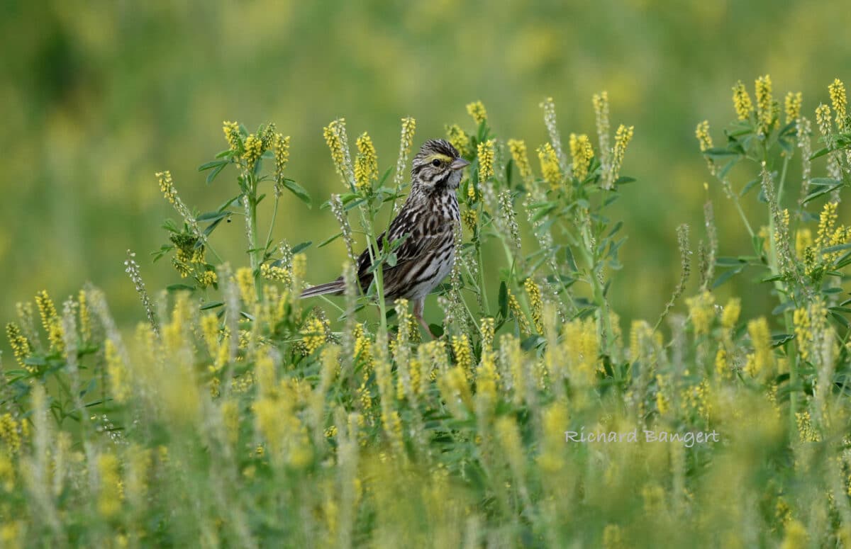 Alameda Post - A bird perched atop some vegetation in a wetland.