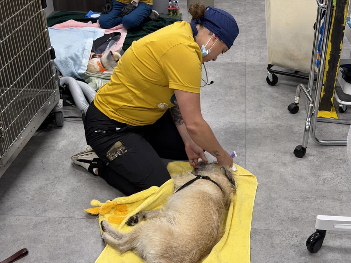Alameda Post - A veterinary worker kneels next to a dog laying on the floor and attends to them. 